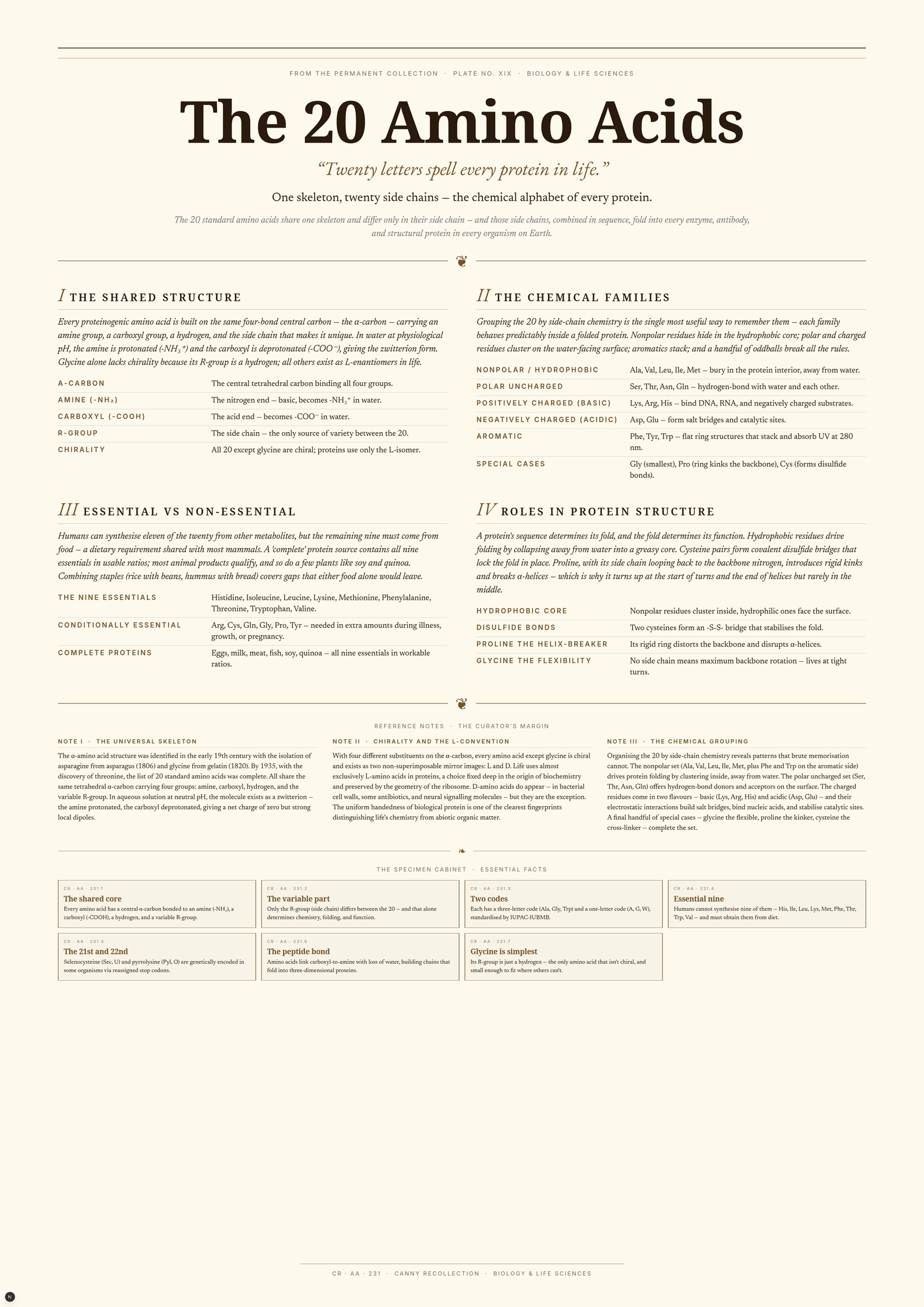 The 20 Amino Acids — A3 Poster (comprehensive)